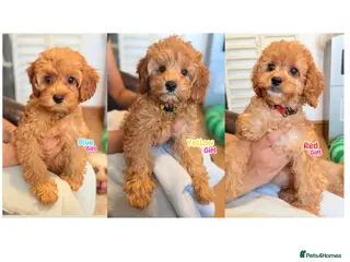 Cockapoo dogs F1B Cockapoo puppies - Health checked - Ready. - Advert 14
