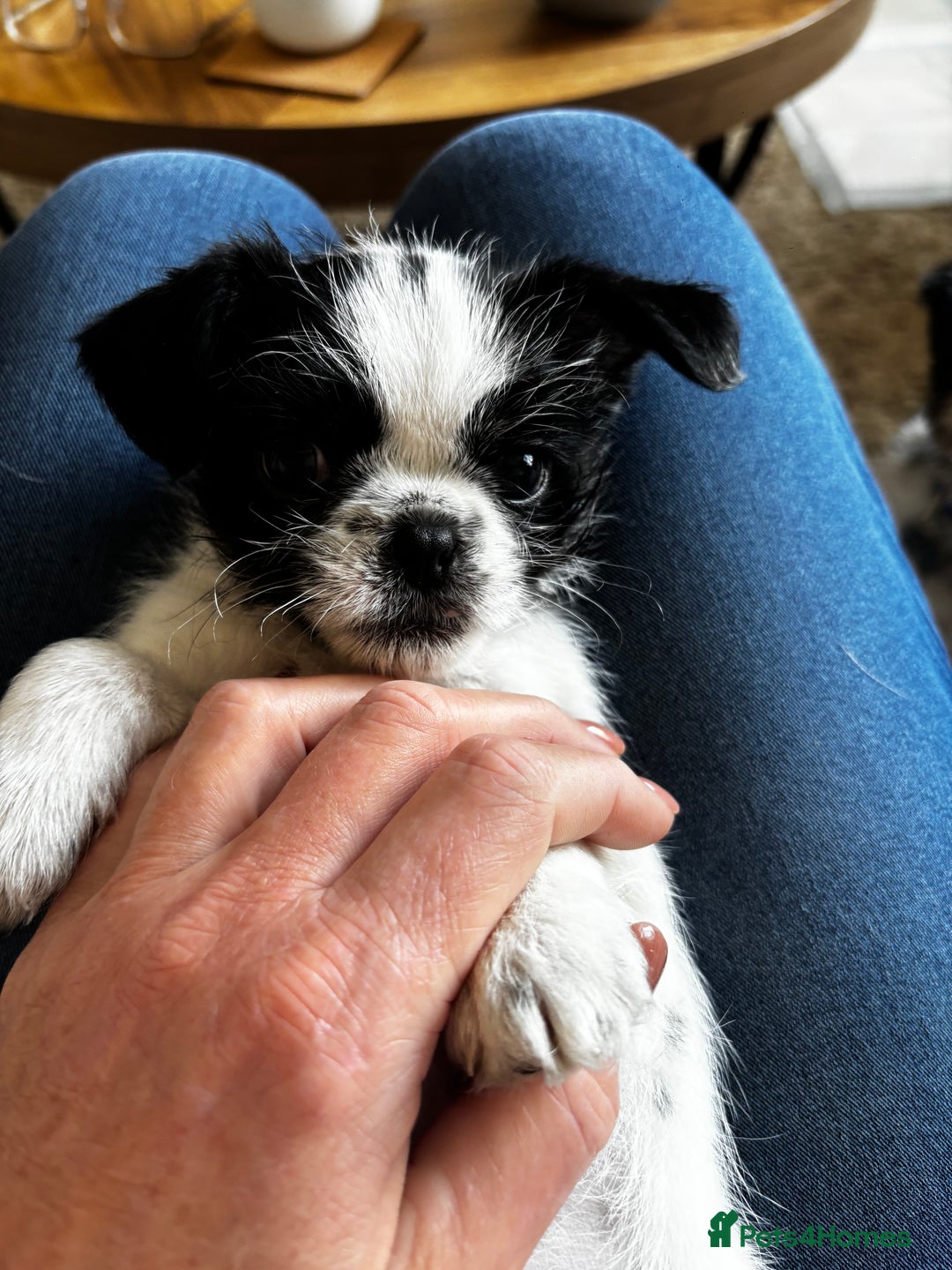 Mixed Breed dogs for sale: Shitzu cross pug LAST BOY - Image 4