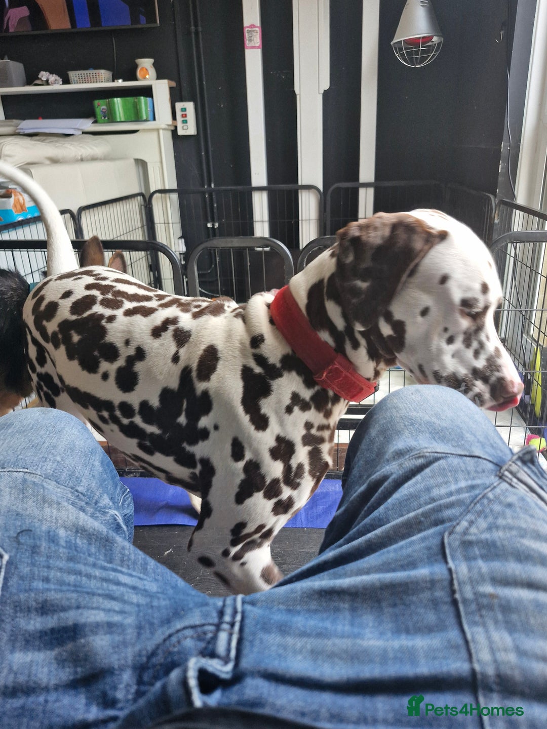 Mixed Breed dogs for sale: Dalmatian shepherd  - Image 27