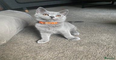 British Shorthair cats - Advert 10