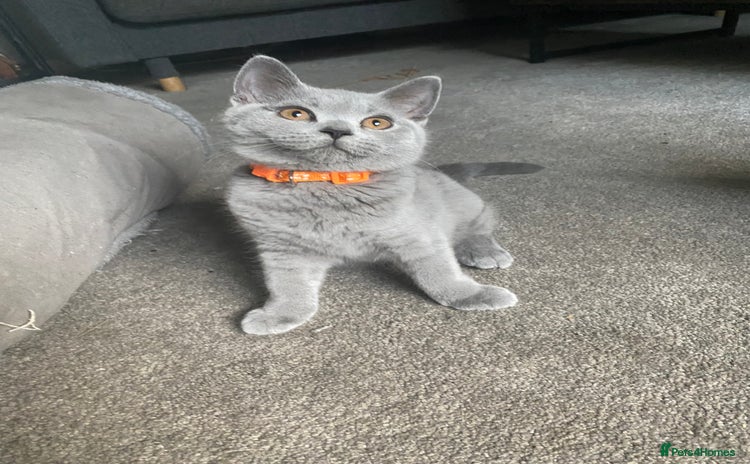 British Shorthair cats - Advert 3