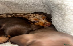 Dachshund dogs for sale: Mini long and smooth hair dachshund puppies  - Image 10