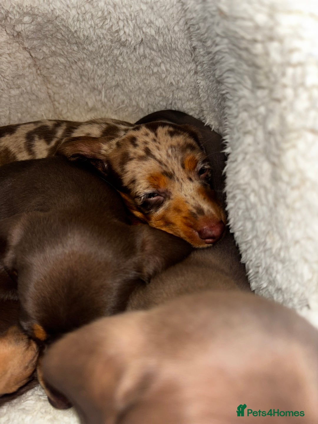 Dachshund dogs for sale: Mini long and smooth hair dachshund puppies  - Image 10