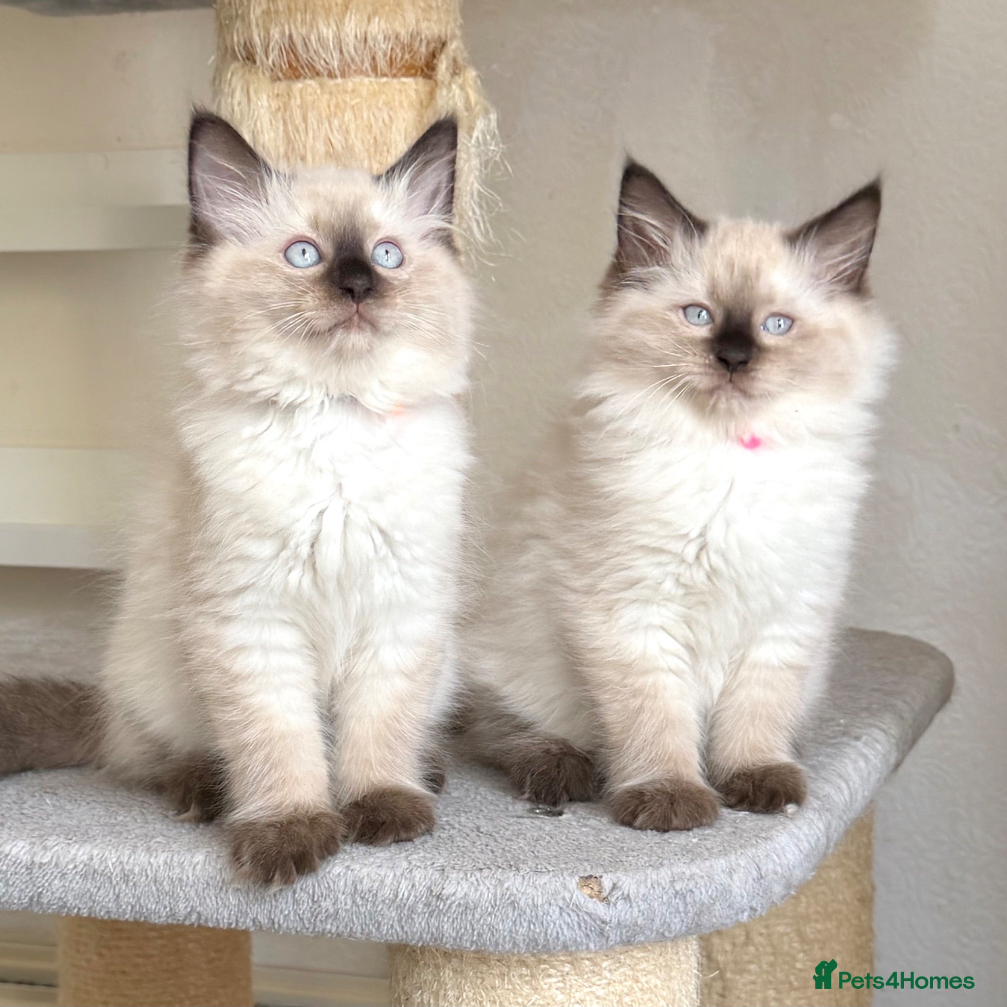 Ragdoll cats 1 Girl & 2 Boys - TICA Registered - Cuddly, Gentle - Advert 1