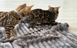 Bengal cats for sale: 12 Bengal Cubs Ready for Their Forever Home - Image 5