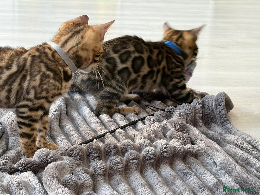 Bengal cats for sale: 12 Bengal Cubs Ready for Their Forever Home - Image 5