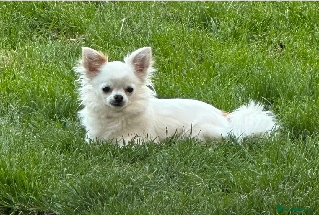 Chihuahua dogs for sale: Milo male chihuahua  - Advert 2