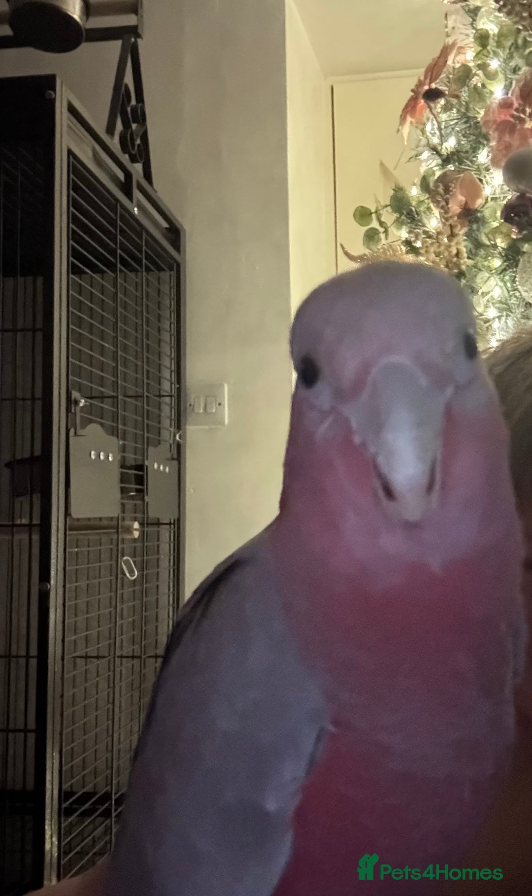 Cockatoo birds for sale: Galah cockatoo hand reared baby with full set up  - Advert 2