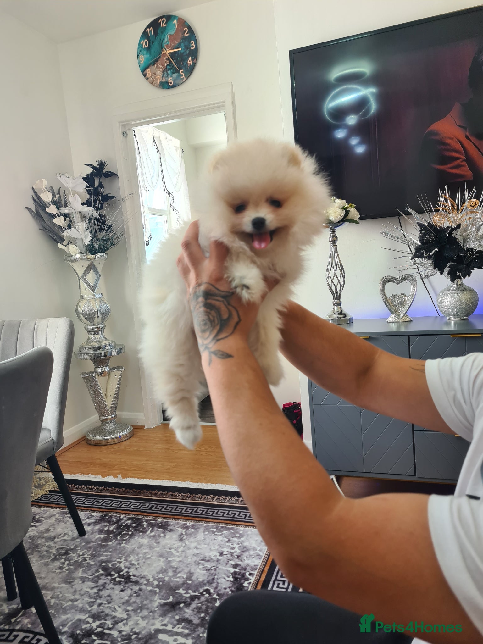 Pomeranian dogs Beautiful pomeranian male Teddy bears  - Advert 19