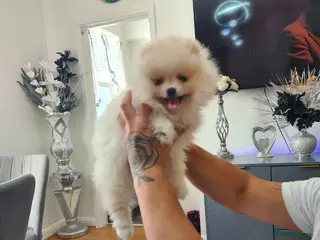 Pomeranian dogs Beautiful pomeranian male Teddy bears - Advert 6