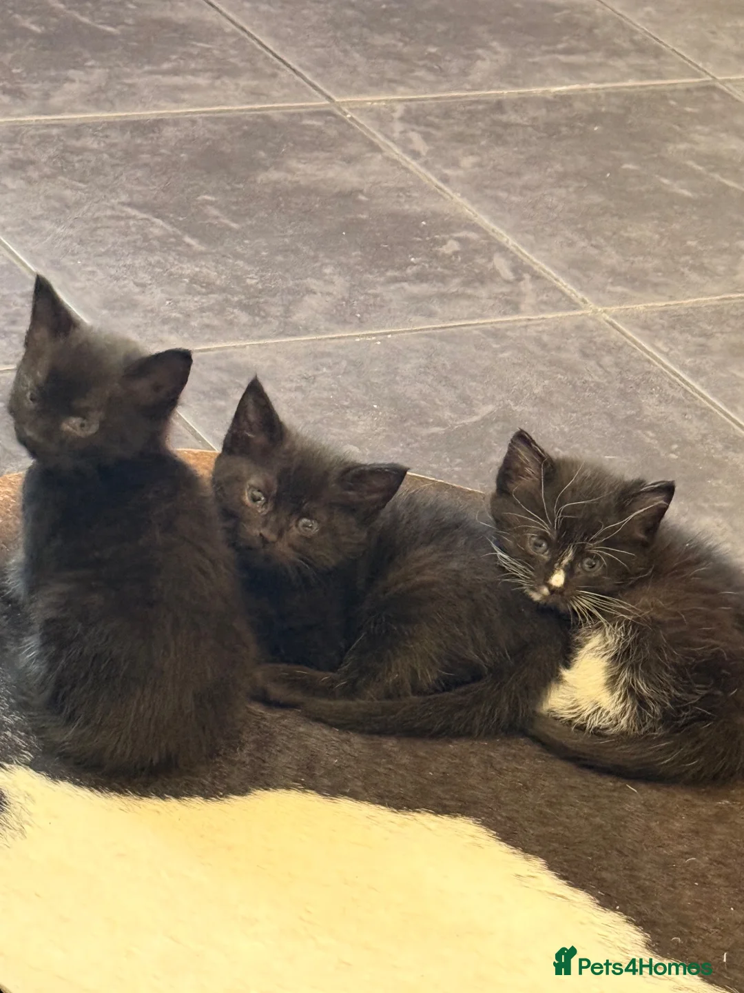 Mixed Breed cats for sale: Kitten for sale  - Advert 1