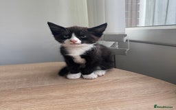 Mixed Breed cats for sale: 2 9 week old male cats  - Image 2