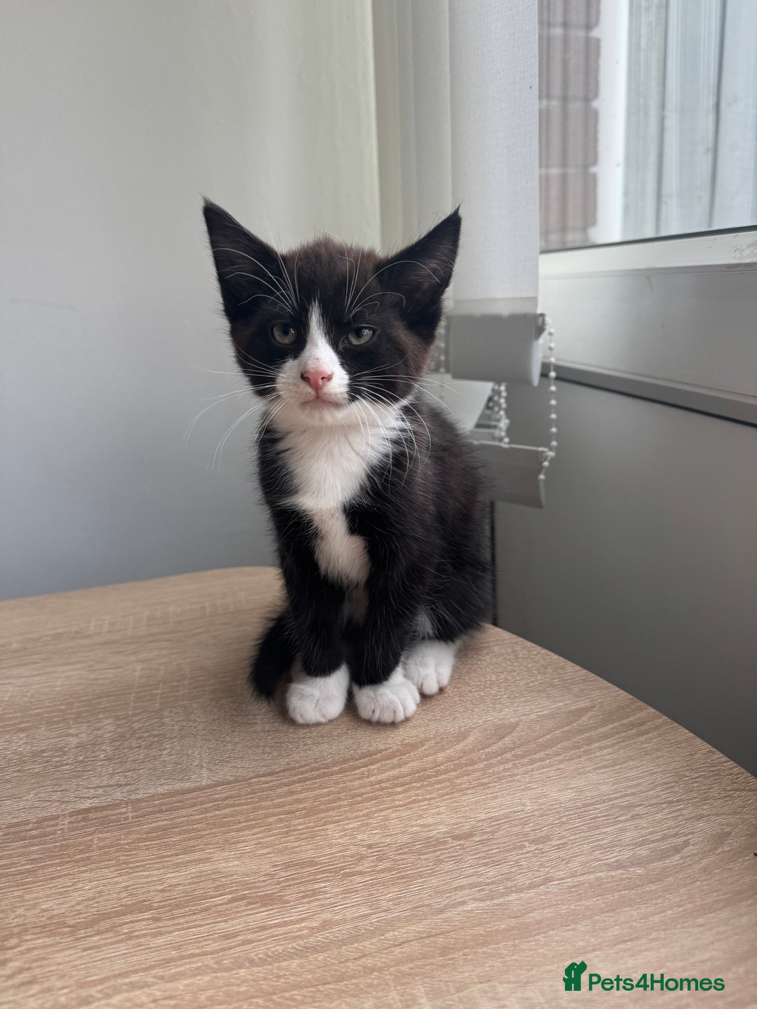 Mixed Breed cats for sale: 2 9 week old male cats  - Image 2