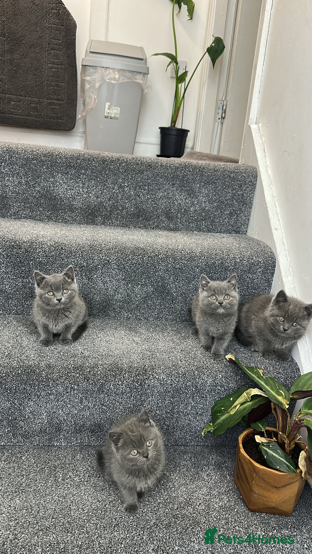 British Shorthair cats for sale: British Shorhair kittens!!! - Advert 8