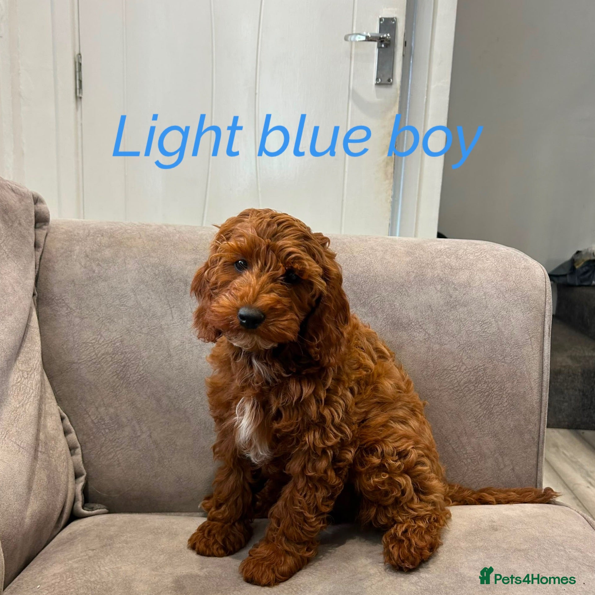 Cavapoo dogs Ready to leave, DNA HEALTH TESTED PARENTS. - Advert 1