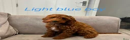 Cavapoo dogs for sale: Ready to leave, DNA HEALTH TESTED PARENTS. - Advert 21