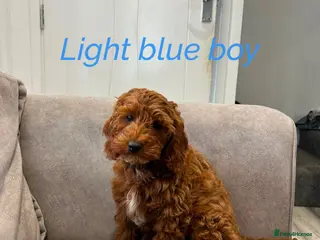 Cavapoo dogs Ready to leave, DNA HEALTH TESTED PARENTS. - Advert 1