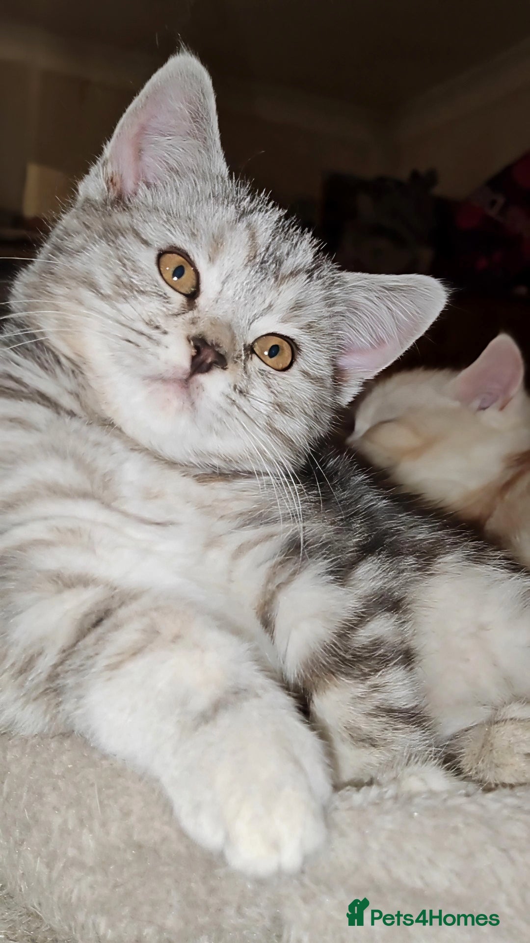 Mixed Breed cats for sale: British Shorthair Mix kittens - Ready Now - Advert 7