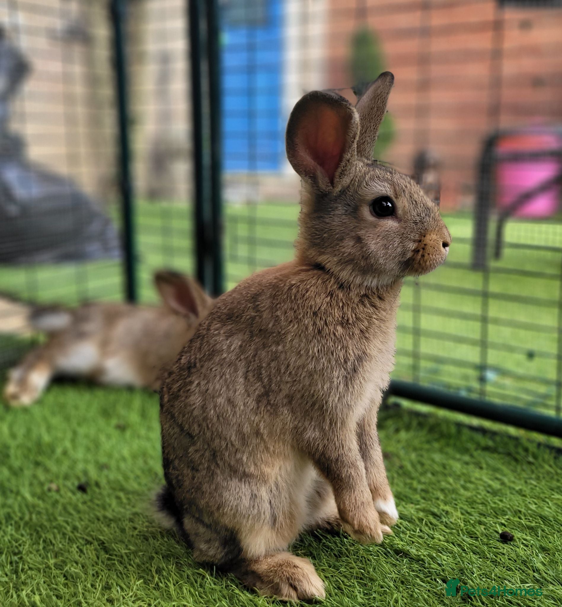 Mini Lop rabbits Adorable Mini Lop Mix Rabbits - ONE LEFT - Advert 2