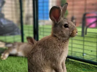 Mini Lop rabbits Adorable Mini Lop Mix Rabbits - ONE LEFT - Advert 2