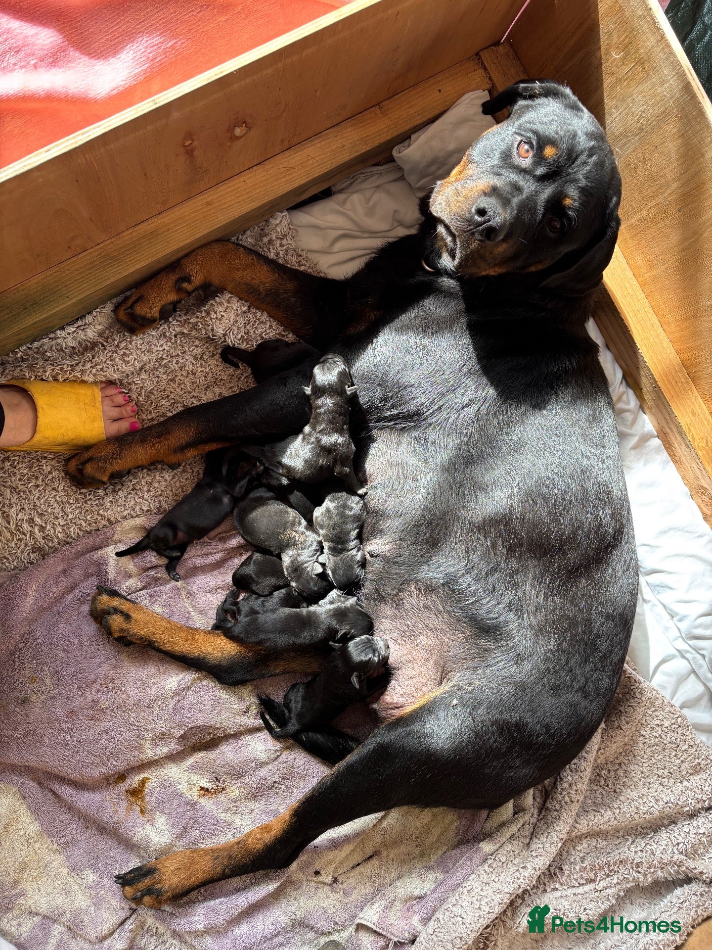 Mixed Breed dogs for sale: Stunning rotticorsos ready now - Advert 2