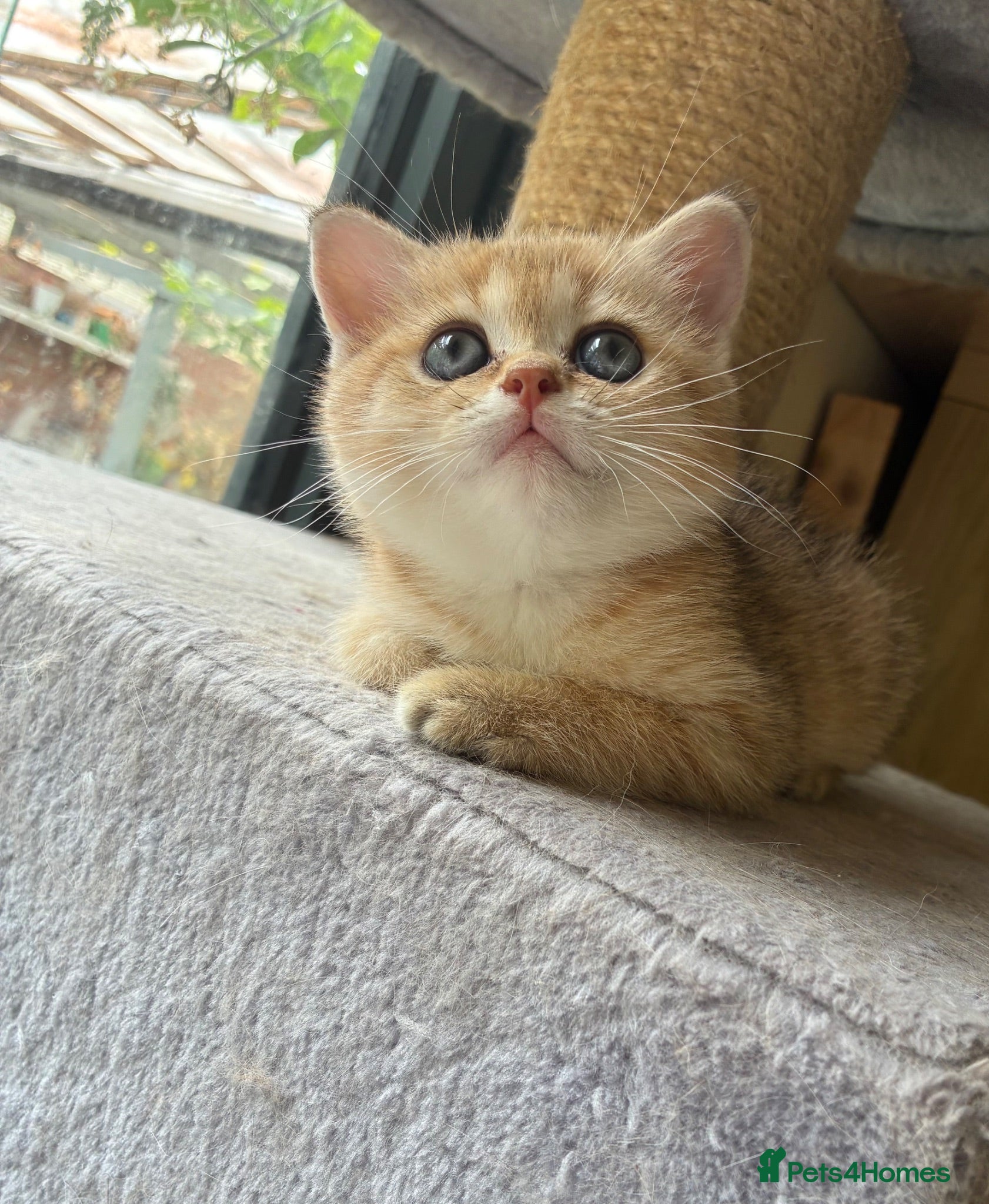 British Shorthair cats Adorable pure  golden British shorthair kittens - Advert 7