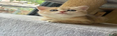 British Shorthair lilac golden Kitten girl