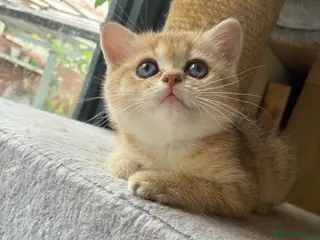 British Shorthair cats Adorable pure golden British shorthair kittens - Advert 7