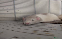 Rat rodents for sale: Rats  - Image 1