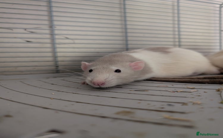 Rat rodents - Advert 2