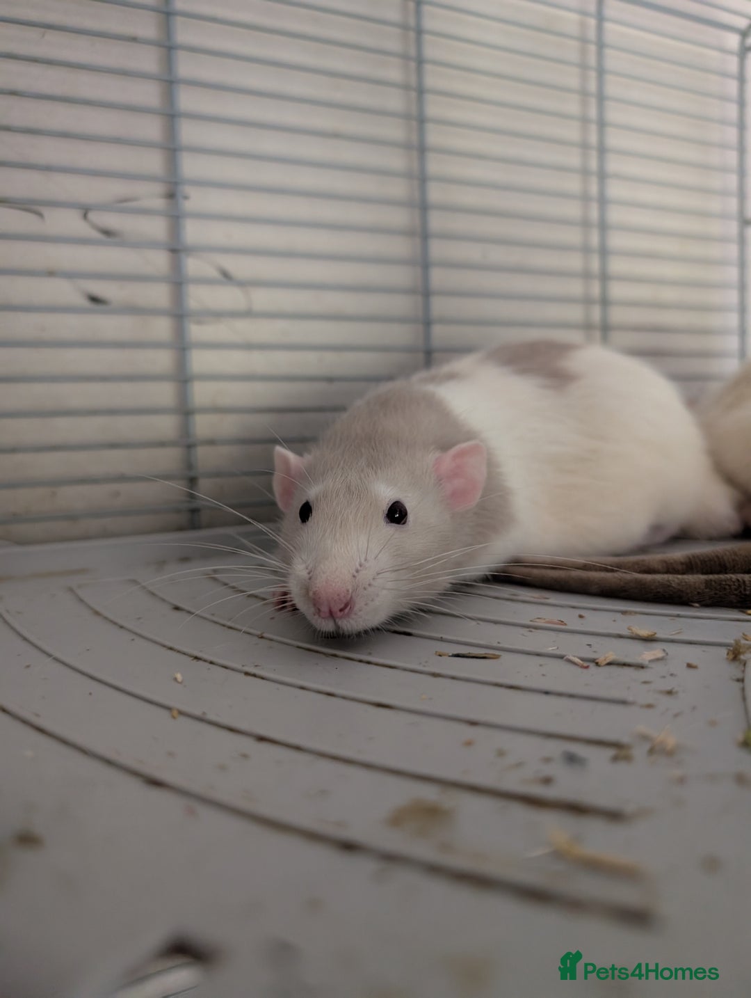 Rat rodents for sale: Rats  - Image 1