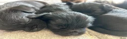 Mixed Breed dogs for sale: Oxcroft border terrier x Shih Tzu pups - Advert 5