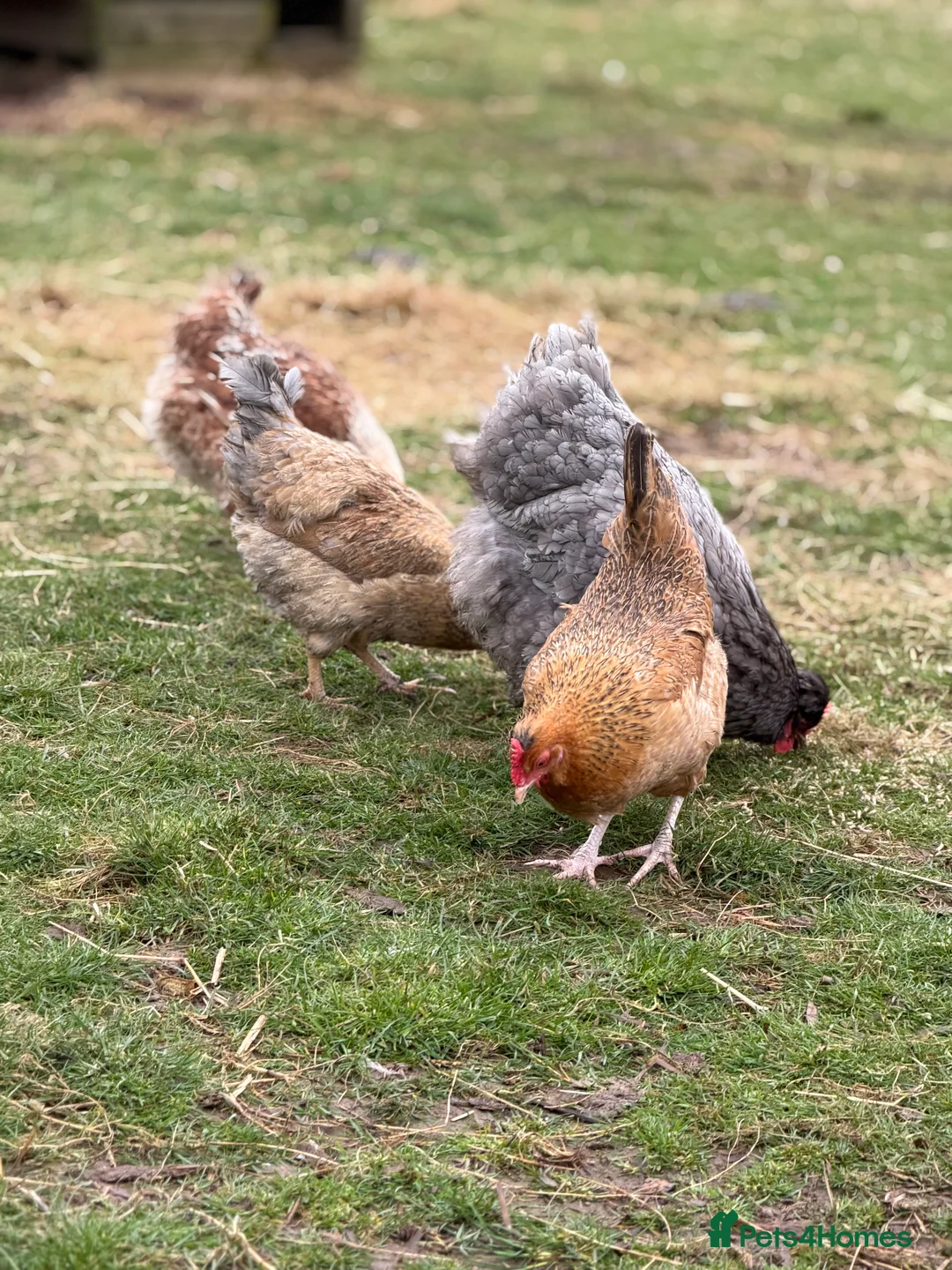 Chickens poultry for sale: Chickens for sale - Advert 1