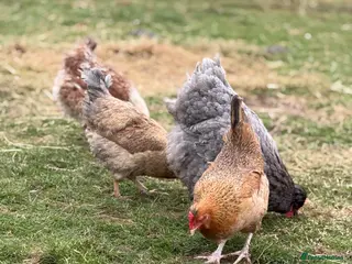 Chickens poultry Chickens for sale - Advert 3