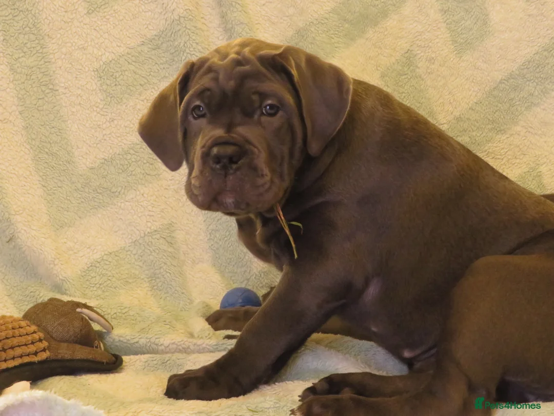 Cane Corso dogs for sale:  Health-Tested Cane Corso Puppies 🐾 - Advert 20