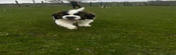 Saint Bernard dogs for sale: Saint Bernard Pups (KC Reg) in Larkhall - Advert 3