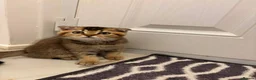 Scottish Fold cats for sale: Scottish Fold kitten - Advert 4