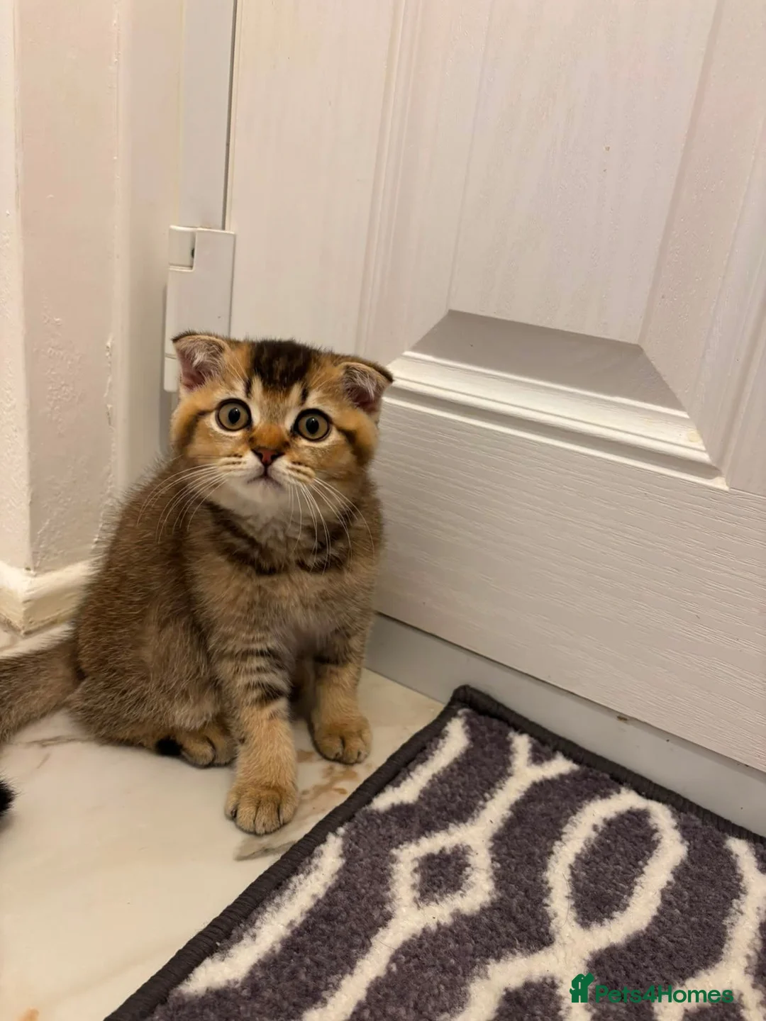 Scottish Fold cats for sale: Scottish Fold kitten - Advert 4