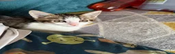 Mixed Breed cats for sale: Beautiful Kitten Looking for a Calm Home in Porth - Advert 4