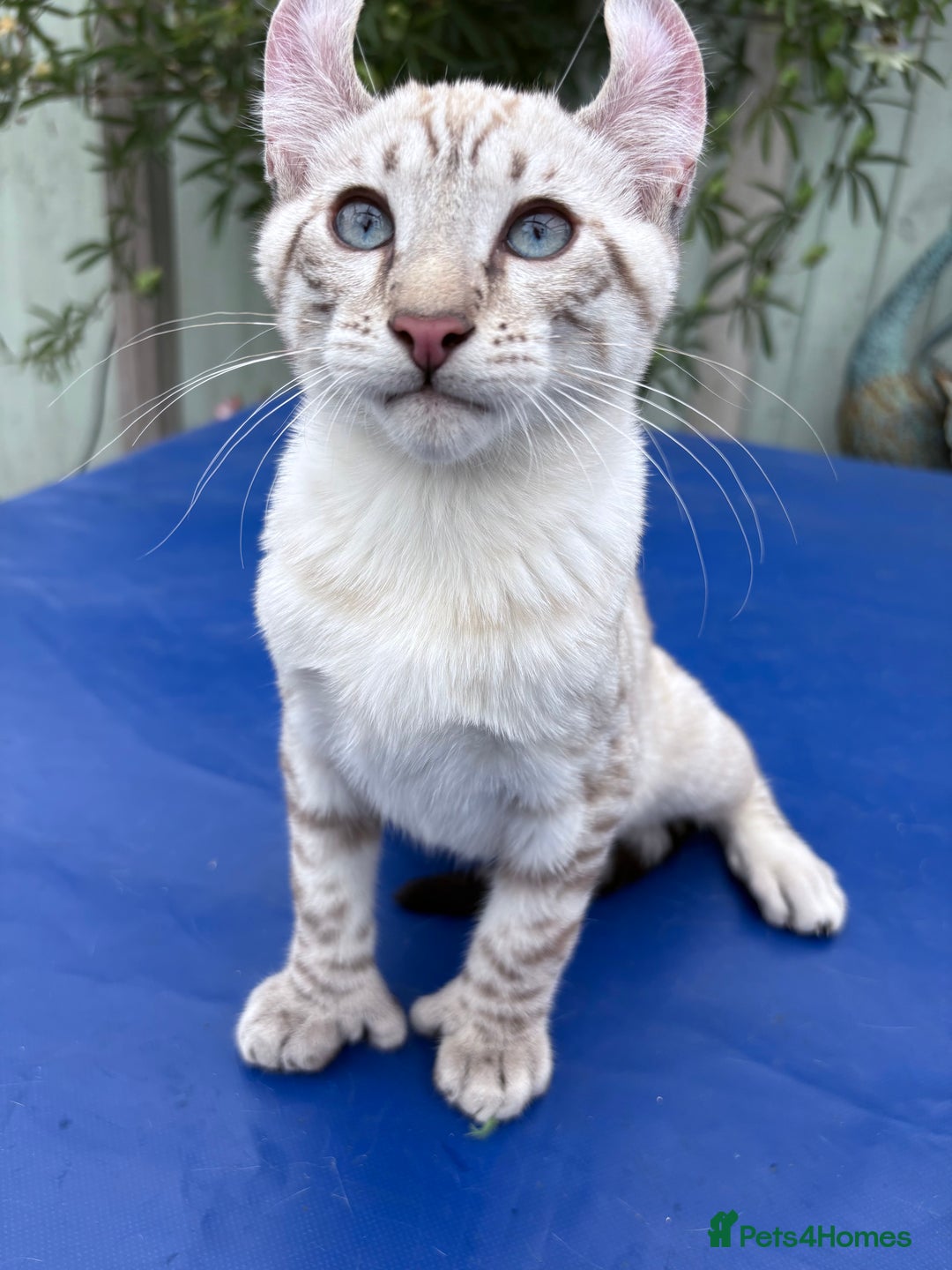 Keetso cats for sale: The best Keetso boy ever  - Image 30
