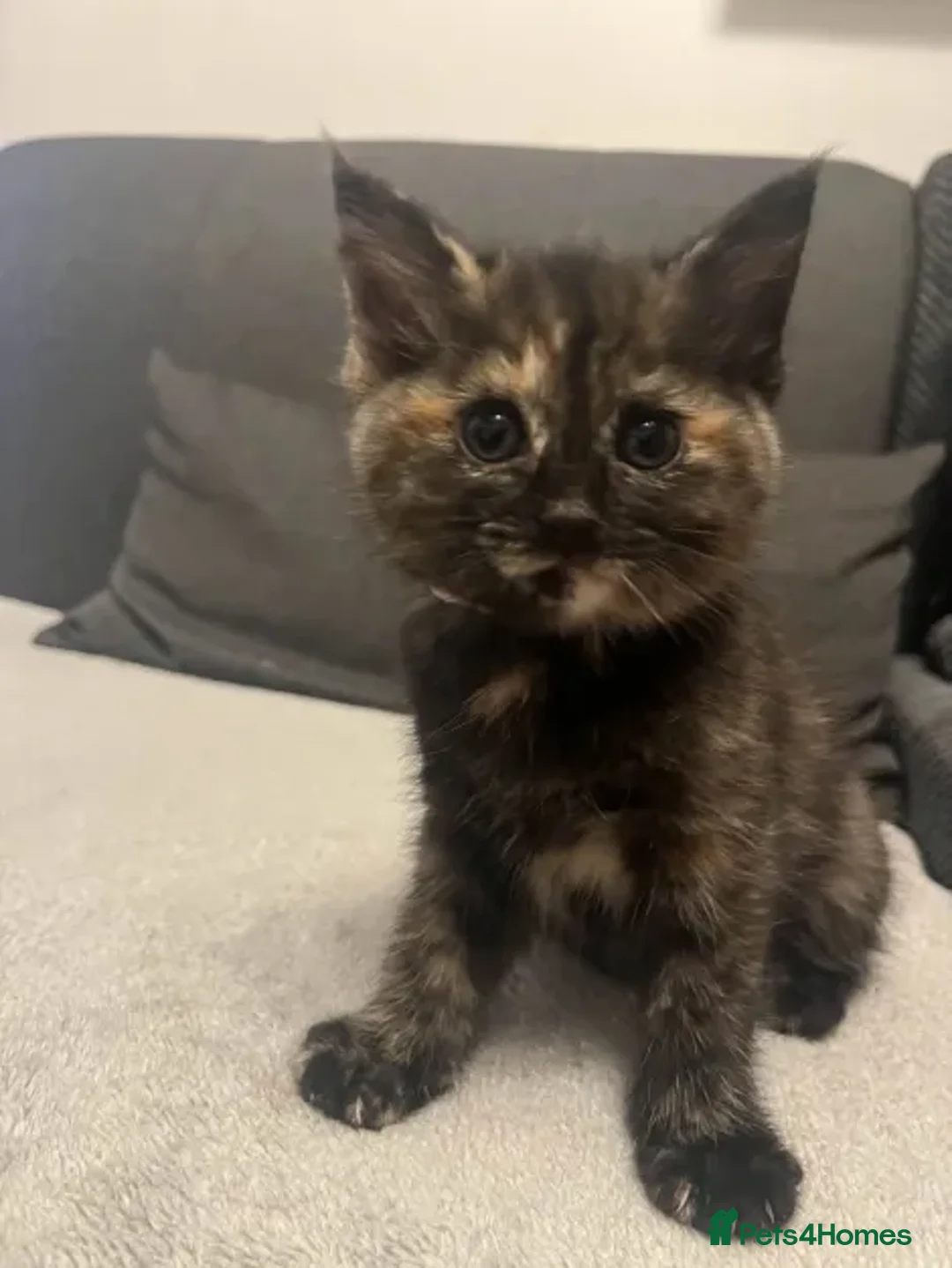 Ragdoll cats for sale: Beautiful Ragdoll Tortishell Kittens for sale! - Image 10