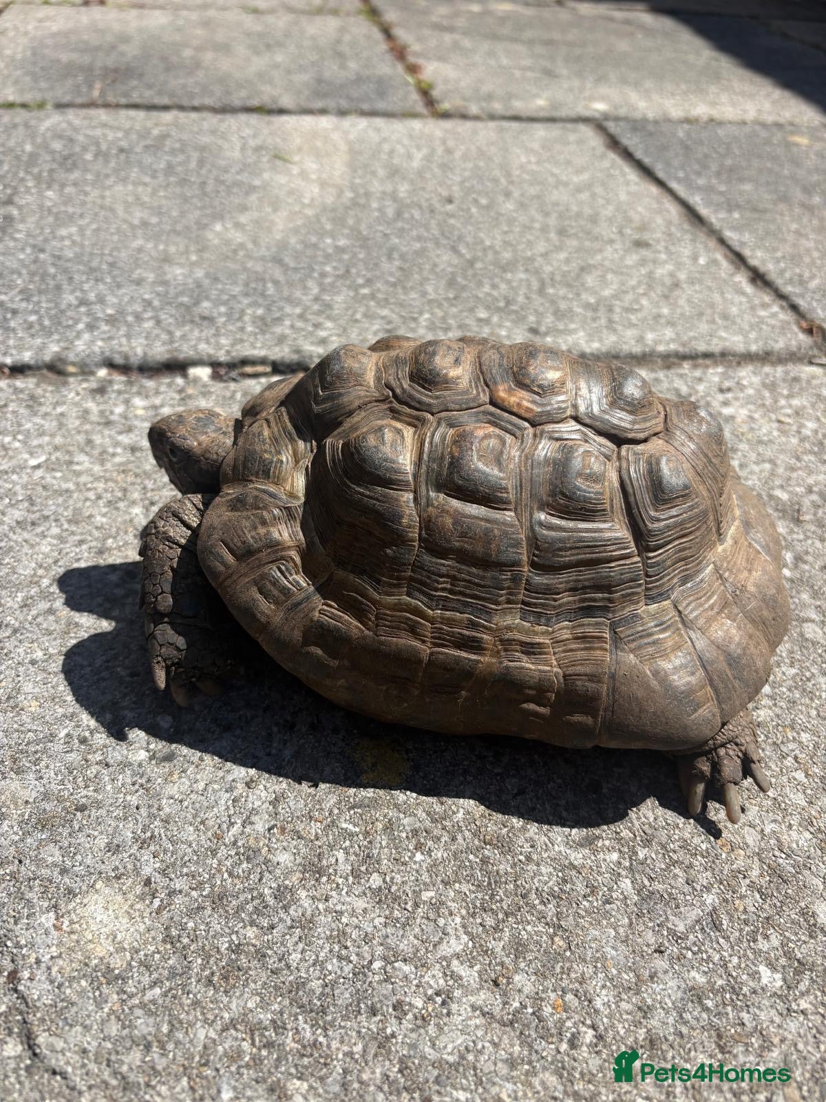 Tortoise reptiles Male spur thigh tortoise for sale  - Advert 1