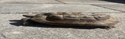 Tortoise reptiles for sale: Male spur thigh tortoise for sale  - Advert 1