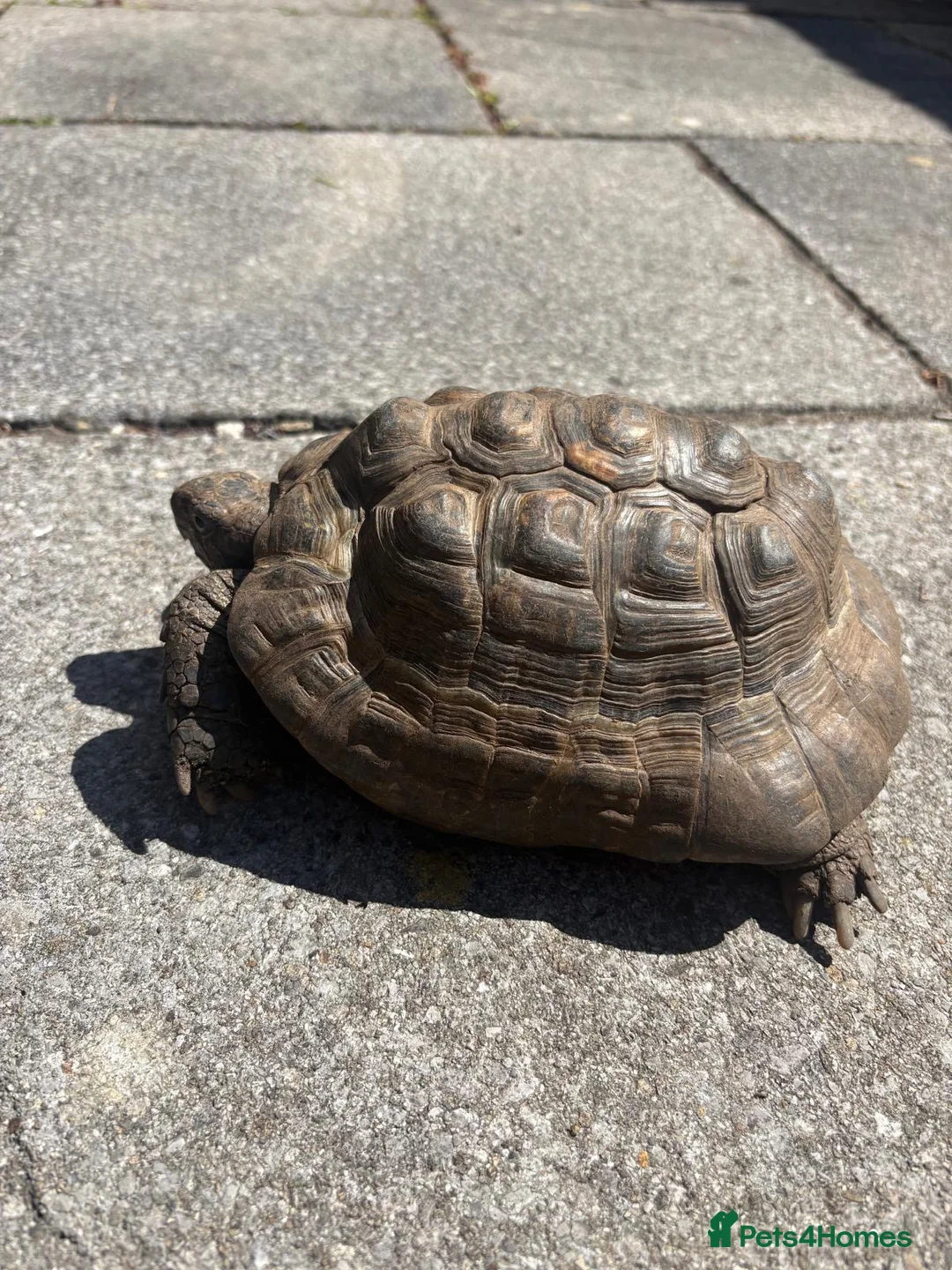 Tortoise reptiles for sale: Male spur thigh tortoise for sale  - Advert 1
