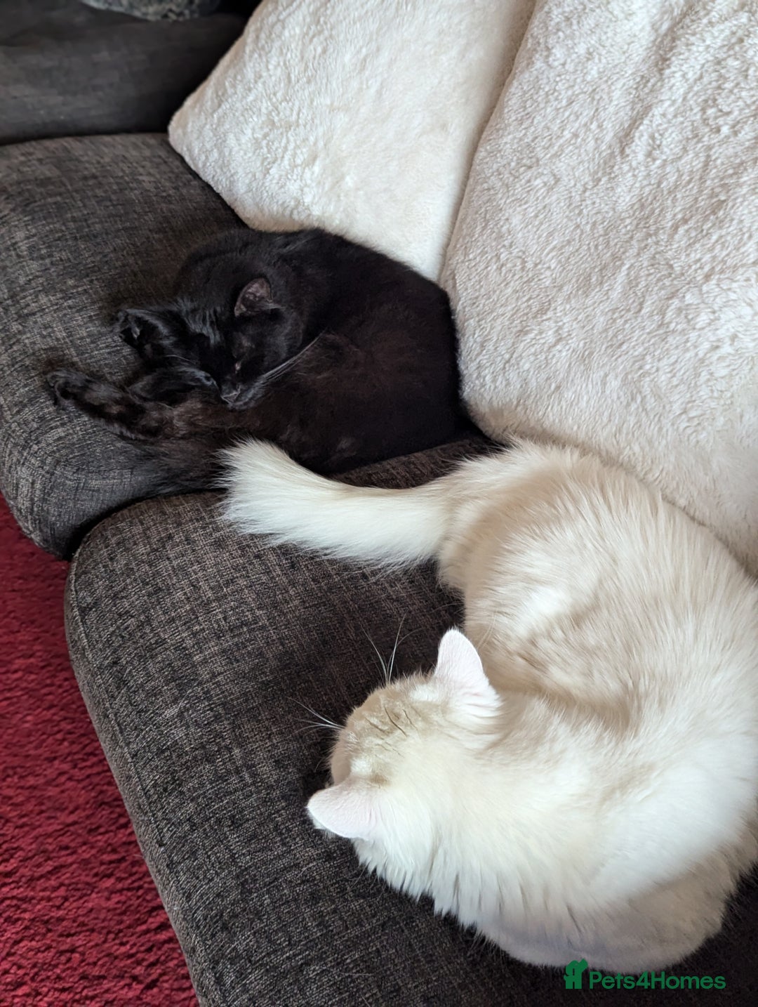 Mixed Breed cats for sale: Squib 🤍& Mort 🖤 - Image 5