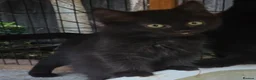 Persian cats for sale: Lovely half persian kitten - Advert 7