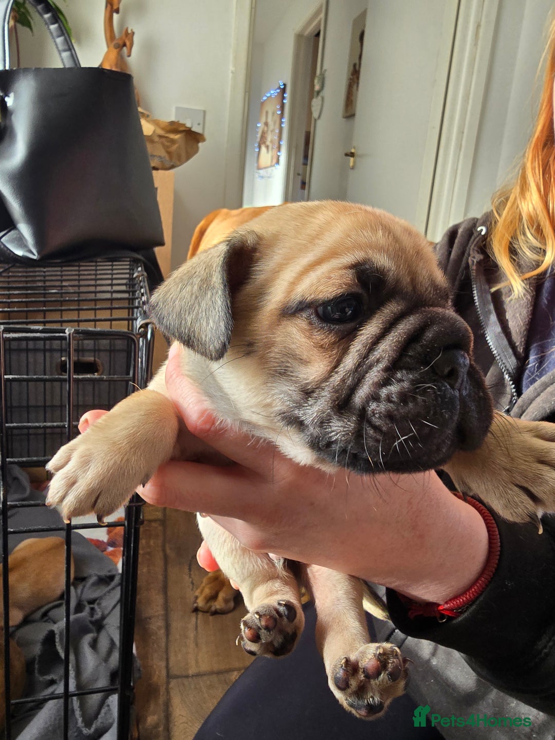 Frug dogs for sale: French bulldog x pug - Advert 3