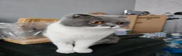Scottish Fold cats for sale: Scottish folds - Advert 1