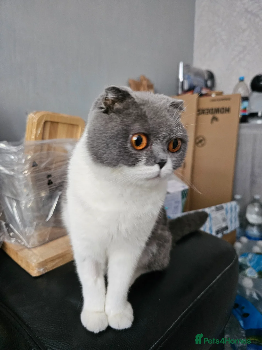 Scottish Fold cats for sale: Scottish folds - Advert 1
