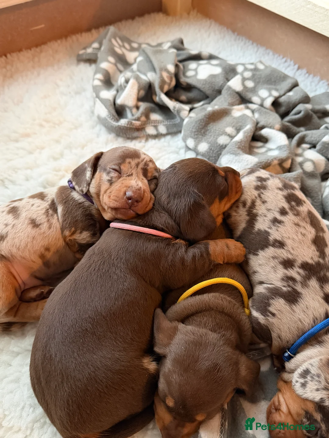 Miniature Dachshund dogs for sale: KC Miniature Dachshund puppies for sale  in Colchester - Advert 2